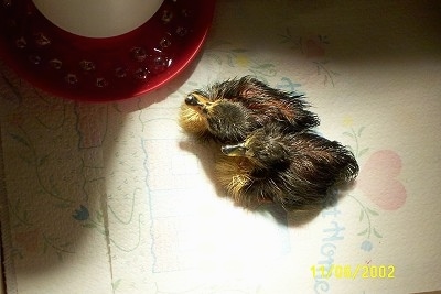 A top down view of two ducklings that are laying on a paper towel in front of a water feeder with marbles in the water.