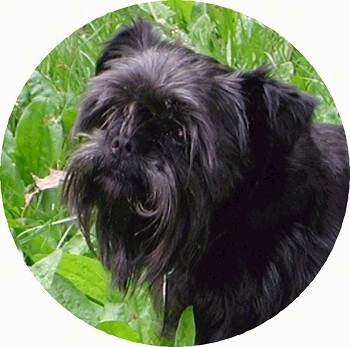 Close up - The left side of a black Affenpinscher that is standing in grass