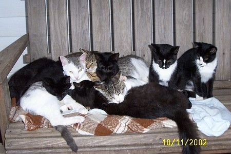 Eight Cats sleeping and sitting on a wooden porch swing on top of a couple of blankets