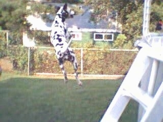 Abby the Dalmatian is jumping  a few feet in the air. There is a pool behind her and a house in front of her