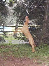 A Pit Bull Terrier is hanging from a rope that is tied up in a tree
