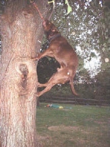A Pit Bull Terrier has the rope hanging from a tree several feet from the ground and is trying to pull it down