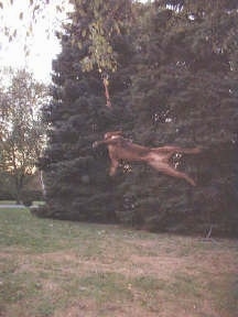 A Pit Bull Terrier is at the top of its jump several feet off of the ground to grab a rope hanging from a tree