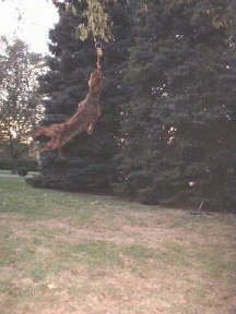 Pit Bull Terrier is swinging from a rope about 5 feet from the ground and hanging in a tree