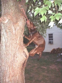 A Pit Bull Terrier is climbing on a tree to get the rope that is tied to the tree