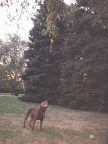 A Pit Bull Terrier looking up at a rope that is hanging from a tree
