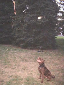 A Pit Bull Terrier is sitting down under a tree that has a rope hanging from it 