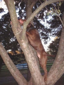 A Pit Bull Terrier is in a tree at the base of the rope and attempting to pull it out
