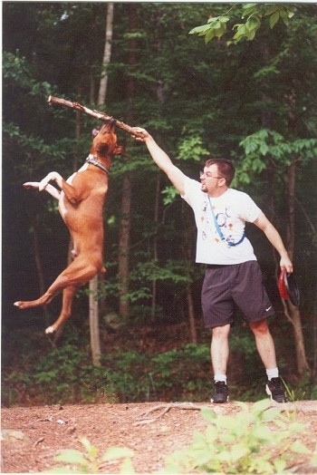 Sarge the Boxerman is jumping a few feet up into the air to get a stick out of the hands of a person who is holding two frisbees with his other hand