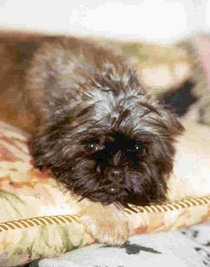 Close up - A tan Affenpinscher is laying down on a blanket