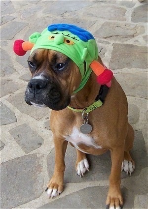 Allie the Boxer is wearing a green monster hat and sitting on a stone porch