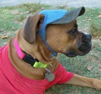 Close Up - Allie the Boxer wearing a blue hat and a red cotton shirt