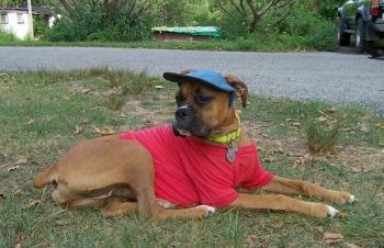 Allie the Boxer wearing a blue hat and a red cotton shirt and looking back