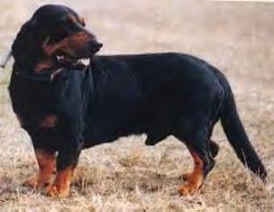 Alpine Dachsbracke Good Companion Dogs