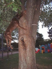 A Pit Bull Terrier is hanging from a tree several feet from the ground with the rope in its mouth