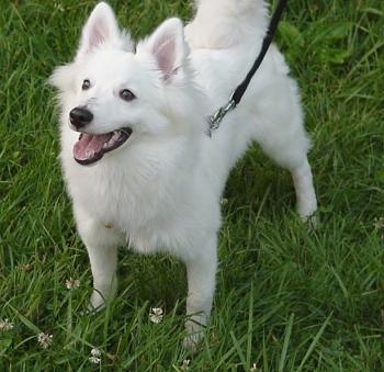 The front left side of a white American Eskimo puppy that is standing on grass. It is looking up and to the left with its mouth open.