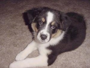 The front left side of a tri-color Australian Shepherd puppy that is laying on a carpet and it is looking forward.