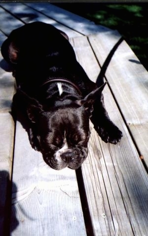 Brutus the Boston Terrier sleeping on a wooden deck