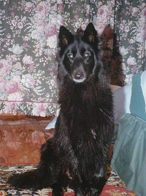 Aza the Belgium Shepherd sitting next to a bed