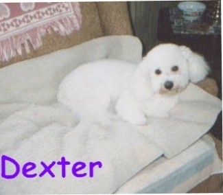 Dexter the Bichon Frise laying on a blanket on a couch with the word 'Dexter' overlayed in purple letters