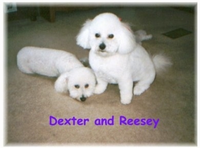 Dexter the Bichon Frise is laying on the carpet and sitting next to it is Reesey the Bichon Frise with the words 'Dexter and Reesey' overlayed in purple letters