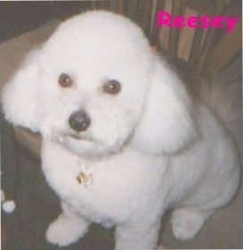 Close up - Reesey the Bichon Frise sitting on the carpet with the word 'Reesey' overlayed in hot pink letters