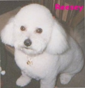 Bichon Frise Breeders