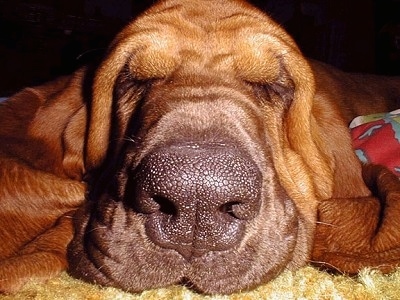 Close up head shot with the focal point on the nose - the face of a sleeping wrinkly-faced Bloodhound on a rug.