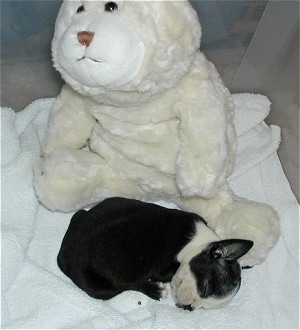 Mazzie Stellaluna the Boston Terrier sleeping on a white towel with a plush stuffed animal behind her