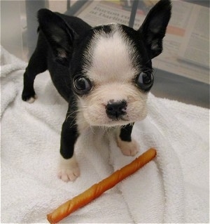 Mazzie Stellaluna the Boston Terrier standing on a white towel with a bully stick chew in front of her