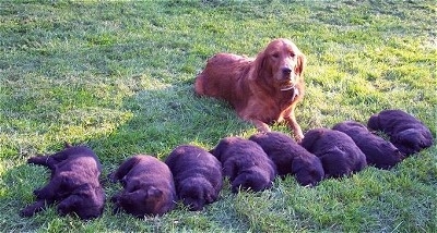 A brown dog is laying behind a line of black puppies out in the grass