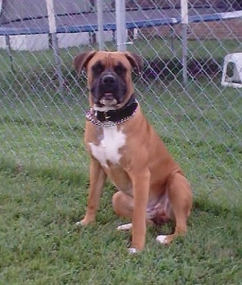 Max the American Bulldog sitting against a chainlink fence