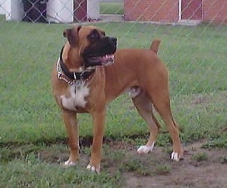 Max the Bulloxer standing near the fence line looking back into the distance