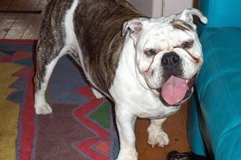 Sara the English Bulldog standing on a rug next to a teal blue leather couch with its mouth open and tongue out
