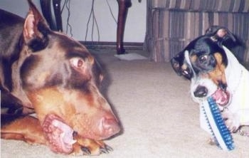 Cochise the Doberman Pinscher and Copper the Rat Terrier are laying on a carpet and chewing toys. They are looking into each others eyes