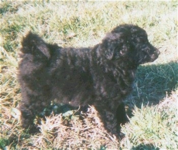 Right Profile - Bird the Croatian Sheepdog puppy is standing outside