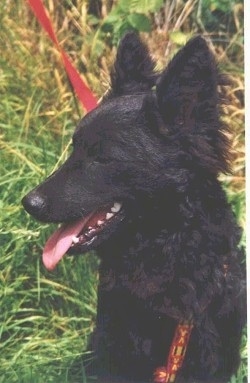 Close Up head shot - Croatian Sheepdog is laying in tall grass while on a red leash.