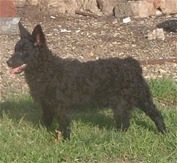 Dog Breeds, Croatian Sheepdog