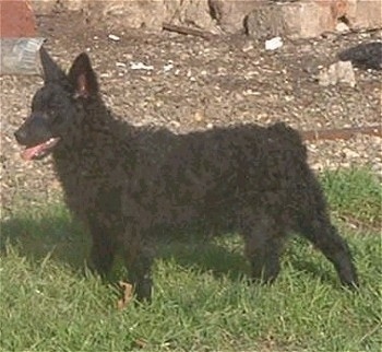 Croatian Sheepdog Puppy is standing outside in front of rubble