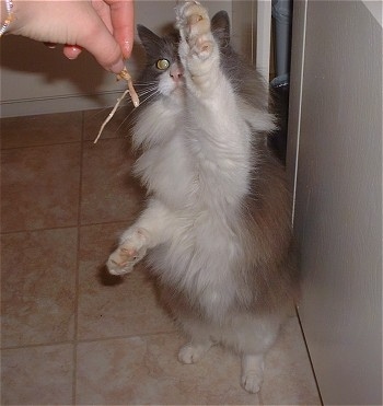 Emma the Siamese Persian Cat is standing on its back legs on a tiled floor and pawing at a piece of chicken, which is being handed to her by a person