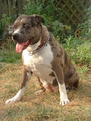 Delta the Catahoula Bulldog is sitting outside in front of a fence. Its mouth is open and its tongue is out