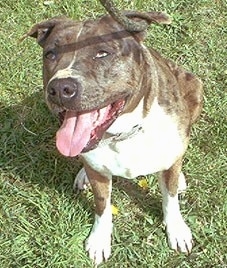 Delta the Catahoula Bulldog is sitting outside and looking up at the camera holder with its mouth open and tongue out