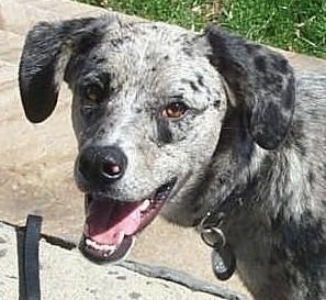 Close Up head shot - Dakota the Catahoula Leopard Dog with its mouth open and tongue out looking happy