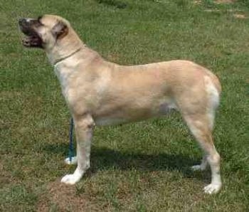 Left Profile - Chara the Central Asian Ovtcharka is standing in a yard