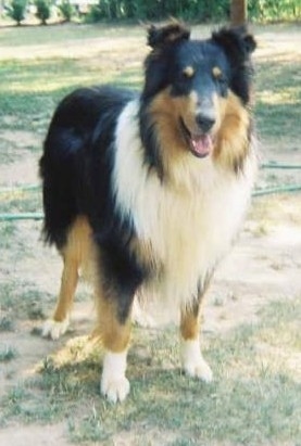 A black, tan and white Tricolor Rough Collie is standing in a patchy yard with her mouth open and tongue showing looking happy