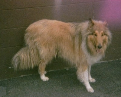 Side view - A tan with white long-coated, Rough Scottish Collie dog is standing in front of a wall and it is looking forward. its mouth is open and tongue is out.