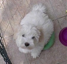 Coton De Tulear Puppy is sitting on a green frisbee and looking up
