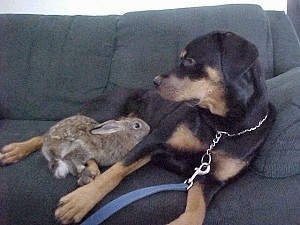 A black and tan Rottie dog laying on a blue-gray couch with a rabbit climbing up on her