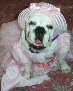 Miss Angel Rose the Bulldog is wearing a light pink wedding dress and a hat. It is also sitting on a carpet and looking up at the camera holder with its mouth open