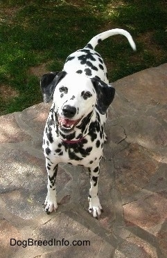 Molly the Dalmatian is standing on a stone porch and her mouth is open. It looks like she is smiling